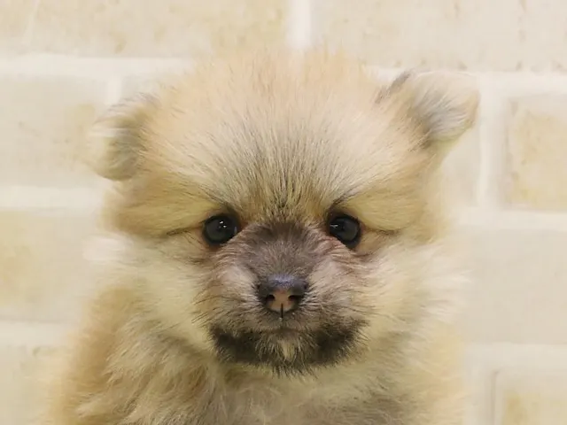 群馬県のポメラニアン (ペッツワン伊勢崎店/2025年2月1日生まれ/男の子/オレンジ)の子犬